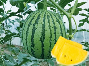 ����С�ƾ�